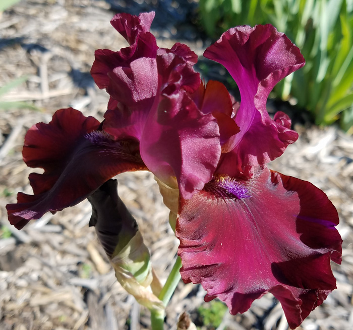 schortmans garnet ruffles